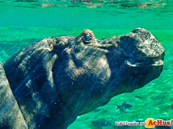 /public/fotos2/Bioparc-Valencia-hipo-28092011.jpg