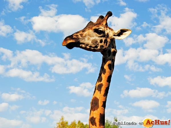 /public/fotos2/Bioparc-Valencia-jirafa-28092011.jpg