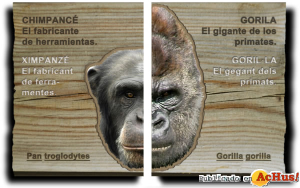/public/fotos2/Bioparc-gorilas-22032013.jpg