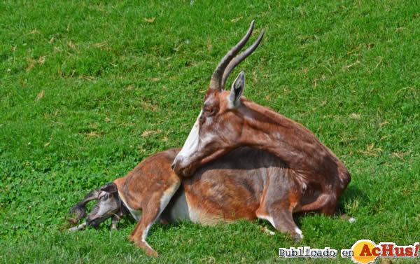/public/fotos2/Blesbok-01-26072013.jpg