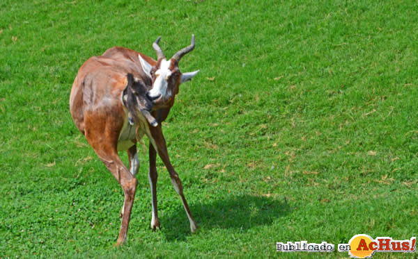 /public/fotos2/Blesbok-02-26072013.jpg