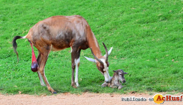 /public/fotos2/Blesbok-03-26072013.jpg