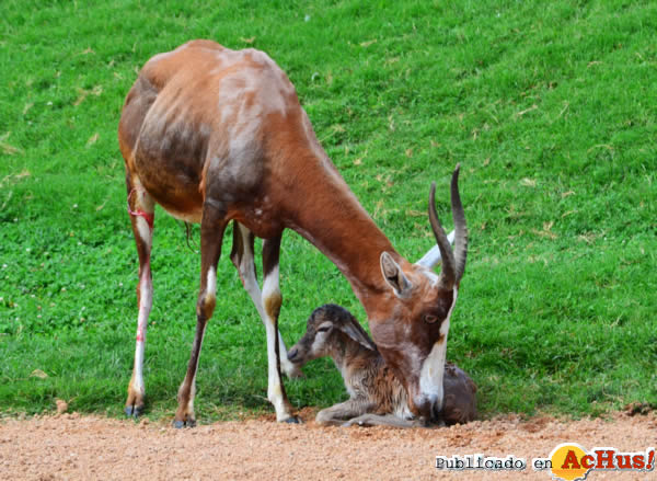 /public/fotos2/Blesbok-04-26072013.jpg