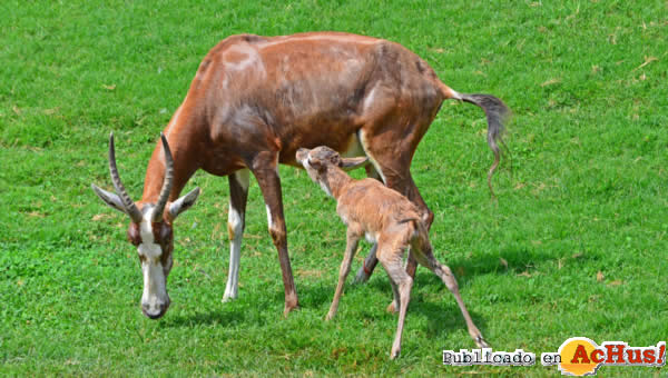 /public/fotos2/Blesbok-05-26072013.jpg