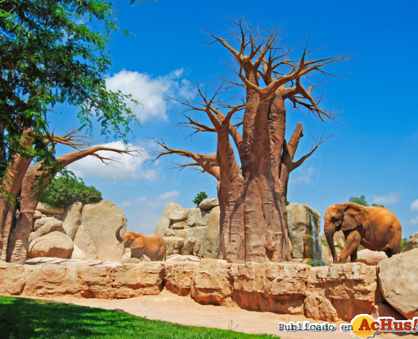 /public/fotos2/Bosque-de-Baobabs-10042013.jpg