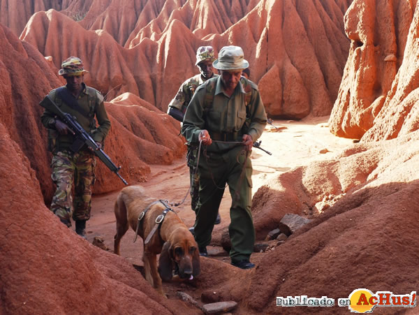 /public/fotos2/Brigada-Bloodhound-15102015.jpg
