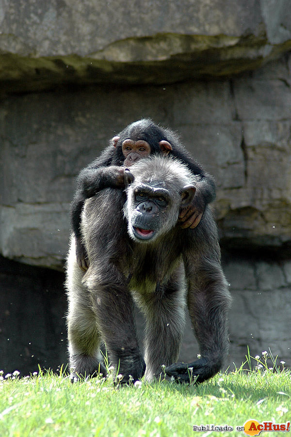 /public/fotos2/CHIMPANCE-01042011.jpg