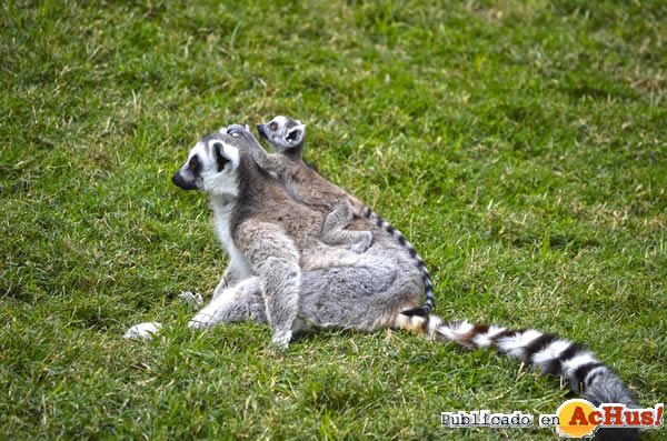 /public/fotos2/CRIA-DE-LEMUR-18042013.jpg