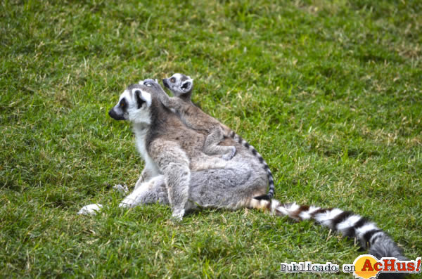 /public/fotos2/CRIA-DE-LEMUR-DE-COLA-ANILLADA-11042013.jpg