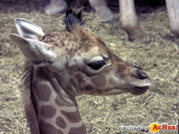 /public/fotos2/CRIA-JIRAFA-ZOO-MADRID-16042014.jpg