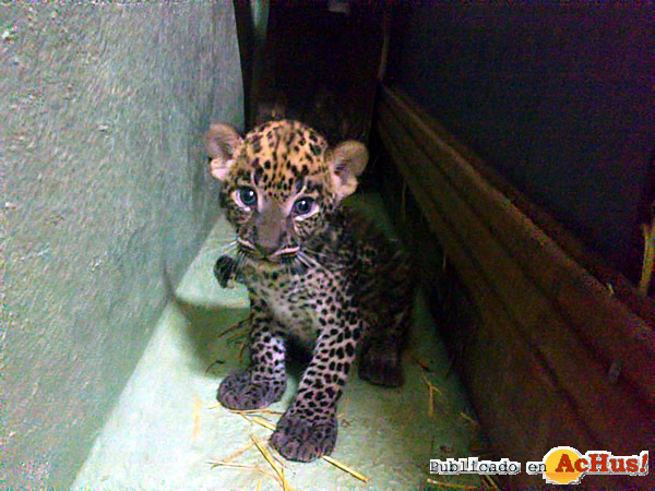 /public/fotos2/CRIA-LEOPARDO-25092010.jpg