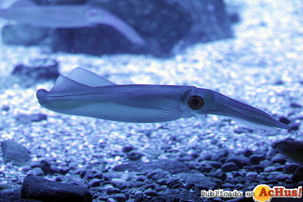 /public/fotos2/Calamares-28092012.jpg