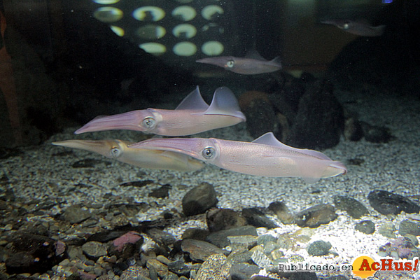 /public/fotos2/Calamares2-28092012.jpg