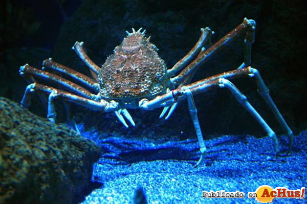 /public/fotos2/Cangrejo-Arana-Gigante-29072011.jpg