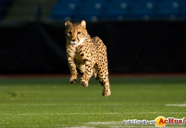 /public/fotos2/Cheetah1-16032012.jpg
