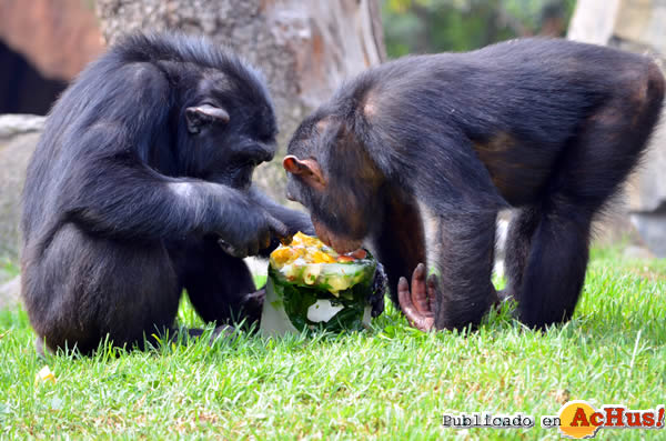 /public/fotos2/Chimpance-helado-2-18072014.jpg
