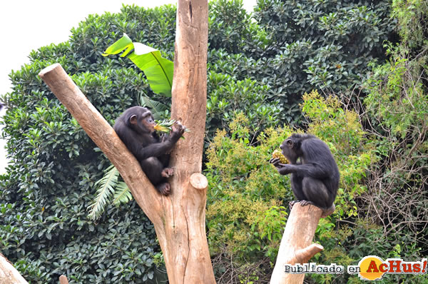 /public/fotos2/Chimpances-06082014.jpg