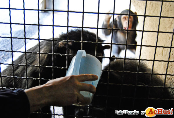 /public/fotos2/Chimpances-25022013.jpg