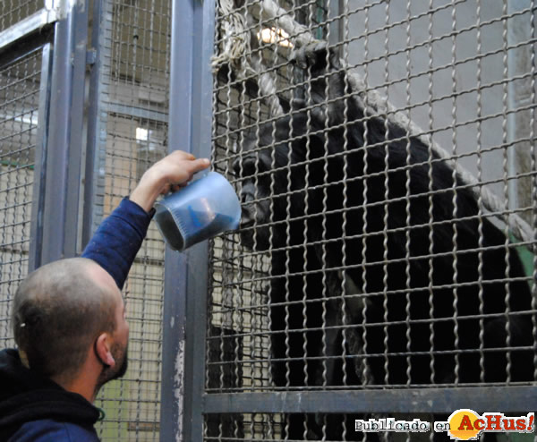 /public/fotos2/Chimpances-caldos-calientes-03022012.jpg