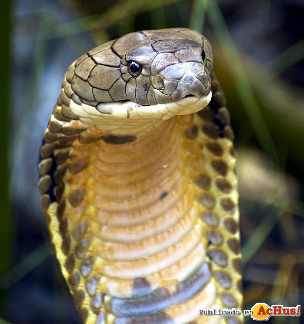 /public/fotos2/Cobra-Real-Veneno-10052011.jpg