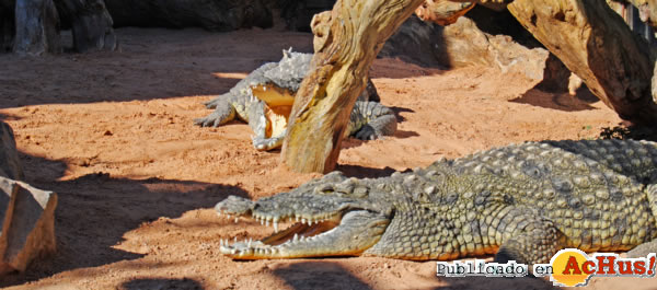 /public/fotos2/Cocodrilos-suelo-radiante-03022012.jpg