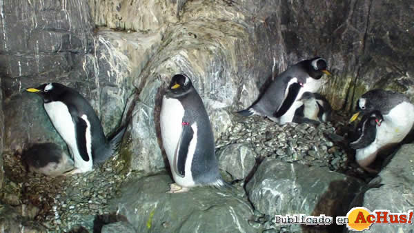 /public/fotos2/Colonia-Gentoo-10072014.jpg