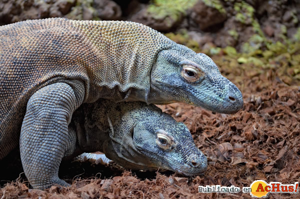 /public/fotos2/Copulas-Dragones-Komodo-31032015.jpg