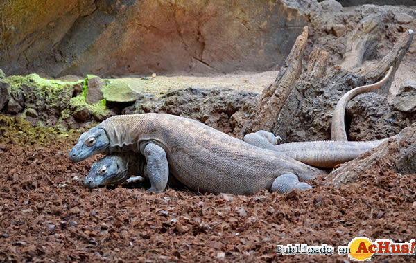 /public/fotos2/Cpulas-Dragones-de-Komodo-31032015.jpg