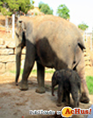 /public/fotos2/Cria-Elefante2.jpg