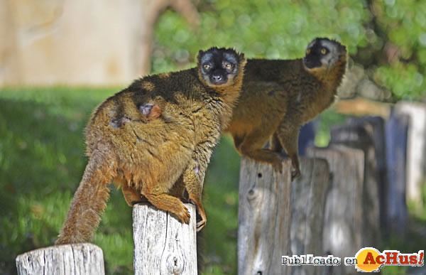 /public/fotos2/Cria-Lemur-frentirrojo-27032014.jpg