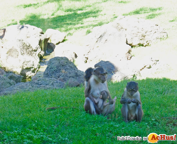 /public/fotos2/Cria-Mangabey-15092011.jpg