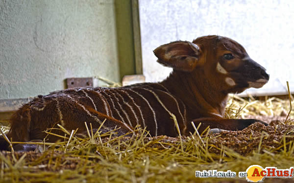 /public/fotos2/Cria-bongo-22112013.jpg