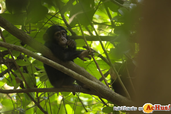 /public/fotos2/Cria-chimpance-27022014.jpg