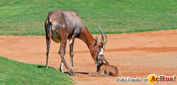 /public/fotos2/Cria-de-blesbok-29072013.jpg