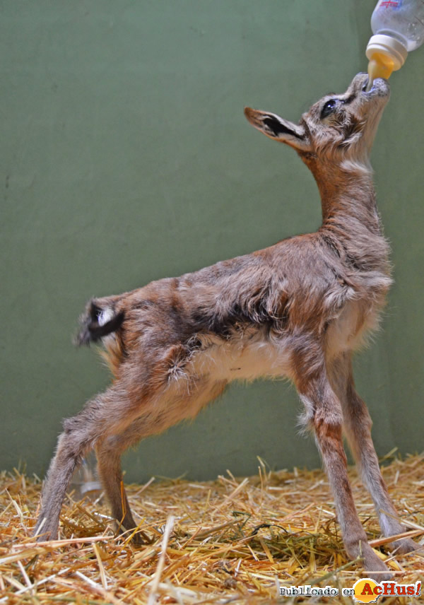 /public/fotos2/Cria-de-gacela-thomson-30042013.jpg