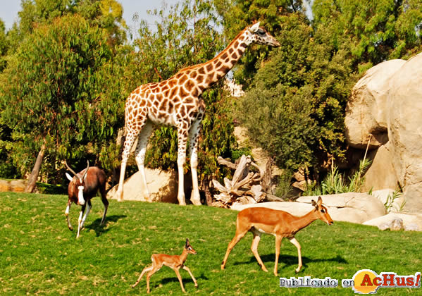 /public/fotos2/Cria-de-impala-28062011.jpg