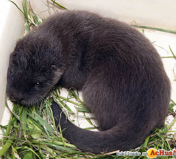 /public/fotos2/Cria-de-nutria-13092011.jpg