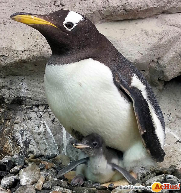/public/fotos2/Cria-de-pinguino-30052014.jpg
