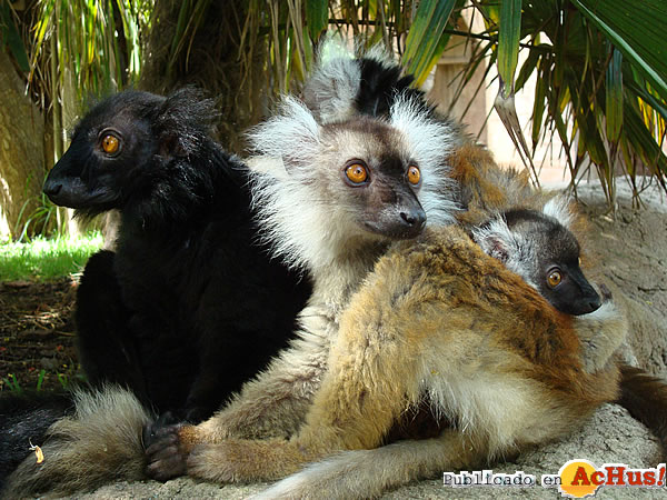 /public/fotos2/Cria-lemur-negro-04052011.jpg