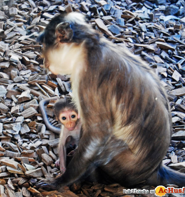 /public/fotos2/Cria-mangabey-2-15092011.jpg