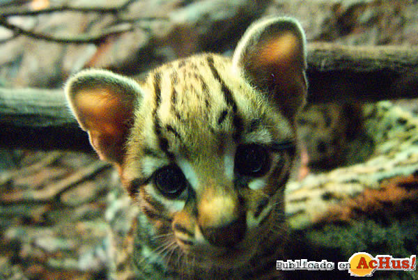 /public/fotos2/Cria-ocelote-Faunia-29102010.jpg