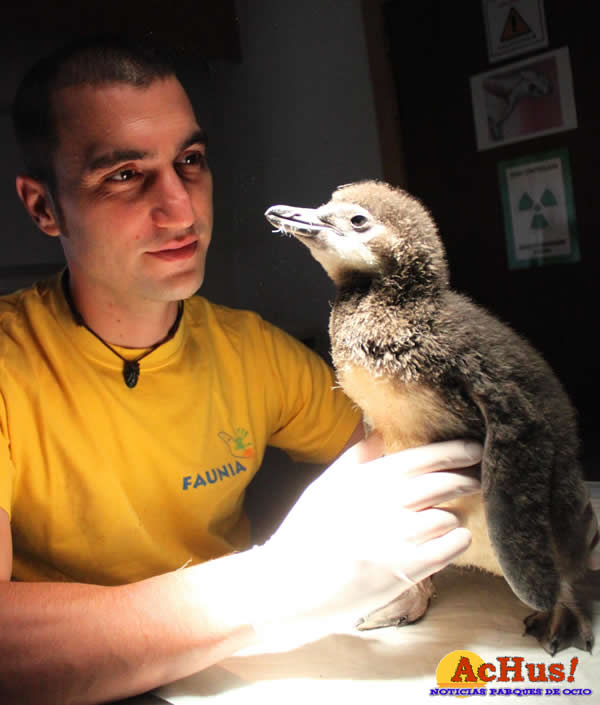 /public/fotos2/Cria-pinguino-Faunia-24082010.jpg