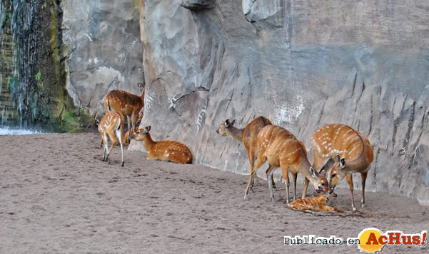/public/fotos2/Cria-sitatunga-22022013.jpg