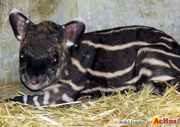/public/fotos2/Cria-tapir-17042015.jpg