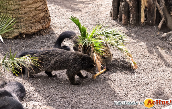 /public/fotos2/Crias-binturong-06082014.jpg