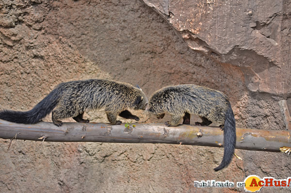 /public/fotos2/Crias-binturong-14042014.jpg