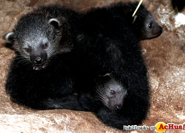 /public/fotos2/Crias-binturong-29042015.jpg