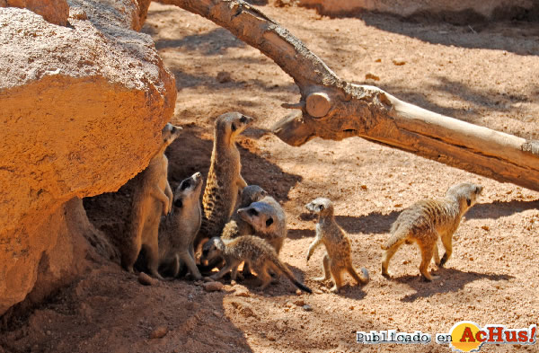 /public/fotos2/Crias-suricata-15092011.jpg