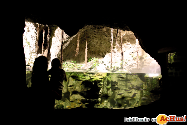 /public/fotos2/Cueva-manglar-noches-Bioparc-04072014.jpg