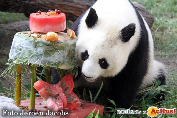 /public/fotos2/Cumpleanos-panda-28082015.jpg